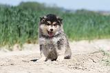 CHIEN FINNOIS DE LAPONIE 612